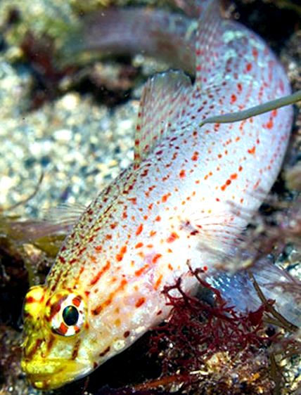 Gobius xanthocephalus_786
